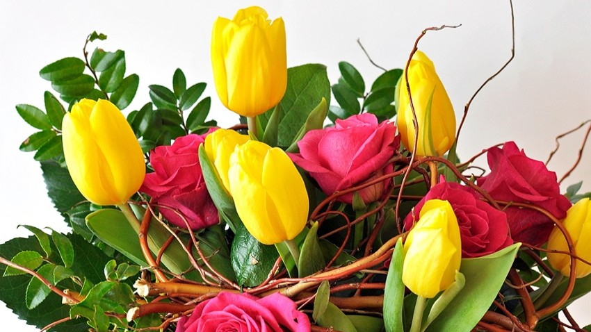 Tulipany - stock photo